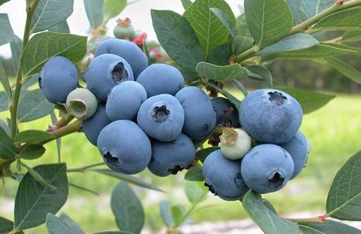 Blueberry soft fruit bush